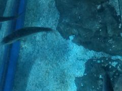 -暹罗海洋世界