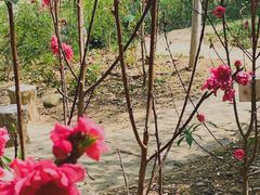 -广西壮族自治区药用植物园