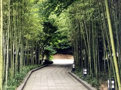 -西湖风景区-江洋畈生态公园