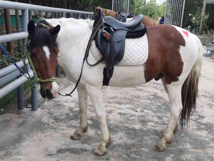 南京国际赛马场马术培训-"环境非常好,教练也很棒,值得尝试.