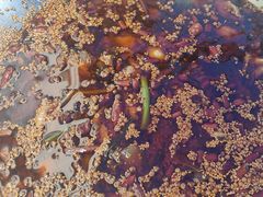 -胖子鱼·天水麻辣鱼火锅(秦州407店)