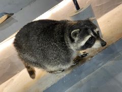-浣熊柯尔鸭土拨鼠·电玩咖