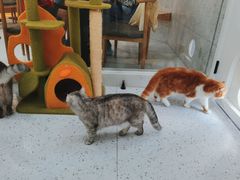 -喵园·猫主题咖啡厅·撸猫·猫咖(国贸店)