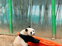 -栾川竹海野生动物园