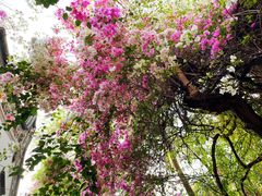 -深圳国际园林花卉博览园