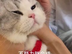 -瑞派雷欧宠物医院·24h夜诊·心脏骨科牙科·全科重症转诊中心(无影山店)