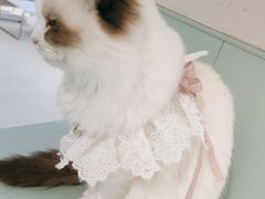 -怪兽屋·羊驼·猫咖·狗咖(俊华广场店)