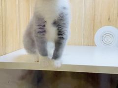 -八公叔叔宠物美容连锁(春申店)