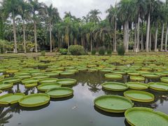 -中国科学院西双版纳热带植物园