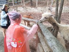 -清迈夜间动物园