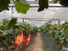 -马陆小张葡萄园农家乐