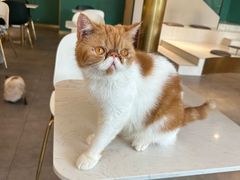 -飞行喵MR PILOT|猫舍·猫咖(静安大融城店)