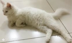 -麦莎MA3A摄影工作室(美兰金邸店)