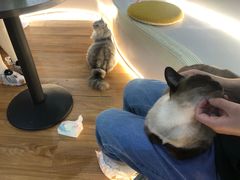 -COLOR PETS 撸猫馆·购猫·猫咖(长风大悦城店)