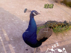 -上方山森林动物世界