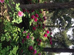 iphone_upload_pic-景山公园