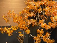 -东北范·金牌肘子·杀猪菜(美乐城店)