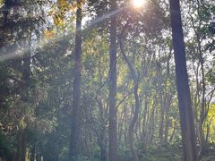 -东平国家森林公园