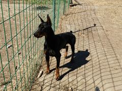 -北京群众马术培训基地