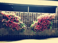 景点-黎阳老街