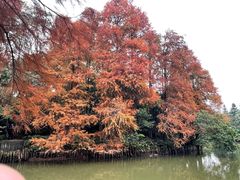 -深圳仙湖植物园
