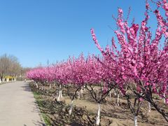 -永定河休闲森林公园