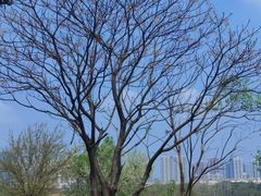 -盘龙城国家考古遗址公园