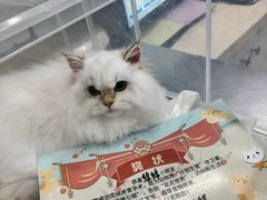 -瑞派天使宠物医院·神经外科·骨科·核磁(洛川中路店)
