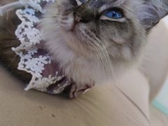 -怪兽屋·羊驼·猫咖·狗咖(俊华广场店)