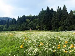 -武陵山森林公园