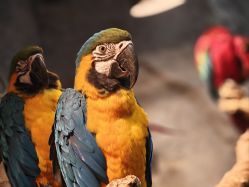 -Zoolung Zoolung动物主题公园(海信广场店)