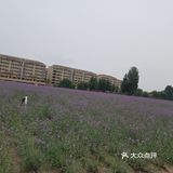 春暖花开，又到了踏春赏花的时候