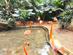 -海南热带野生动植物园