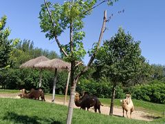 -北京野生动物园