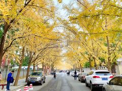 -三里屯东五街银杏大道
