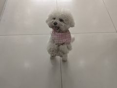 -汪说·狗咖·拼豆·宠物周边DIY(旺城大厦店)
