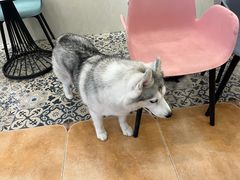-Let's go狗咖·猫咖·奶狗·桌游(春熙路IFS店)