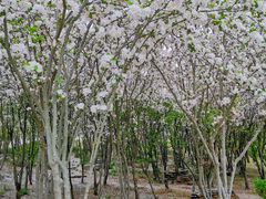 -石家庄市植物园