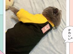 -乐琪宠物(青塔西路店)