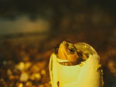 -灵龟之家百象馆(百象馆联合旗舰店)