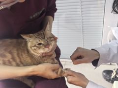 -瑞派福兴宠物医院犬猫全科·骨科·中西医结合(河东店)