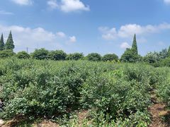 -金谷域澳洲庄园