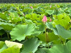 -荷塘月色湿地公园·向阳花洲