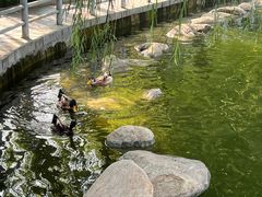 -莲湖公园