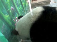 -灵玲国际马戏城