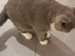 -CAT’S MEWSTAR CAFE·喵星球猫屋(晴湾咖啡店)