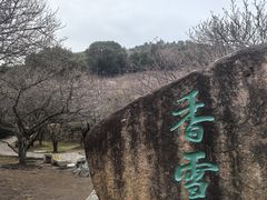 -香雪海