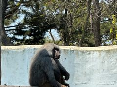 -西霞口神雕山野生动物世界
