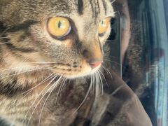 -萌兽医馆·宠物医院·猫骨科(创景店)