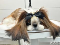 -帕帕拉兹宠物(亚洲旗舰店)